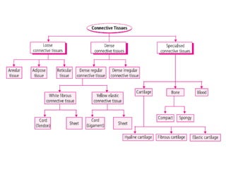 Types of Human Tissues