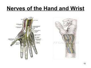 Nerves of the Hand and Wrist 