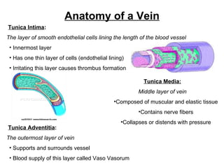 Anatomy of a Vein Tunica Intima : The layer of smooth endothelial cells lining the length of the blood vessel Innermost layer Has one thin layer of cells (endothelial lining) Irritating this layer causes thrombus formation Tunica Adventitia : The outermost layer of vein Supports and surrounds vessel Blood supply of this layer called Vaso Vasorum Tunica Media: Middle layer of vein Composed of muscular and elastic tissue Contains nerve fibers Collapses or distends with pressure 