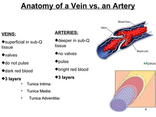 Anatomy of a Vein vs. an Artery VEINS: superficial in sub-Q tissue valves do not pulse dark red blood 3 layers ARTERIES: deeper in sub-Q tissue no valves pulse bright red blood 3 layers VEIN ARTERY Tunica Intima: Tunica Media:  Tunica Adventitia :   