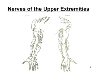 Nerves of the Upper Extremities 