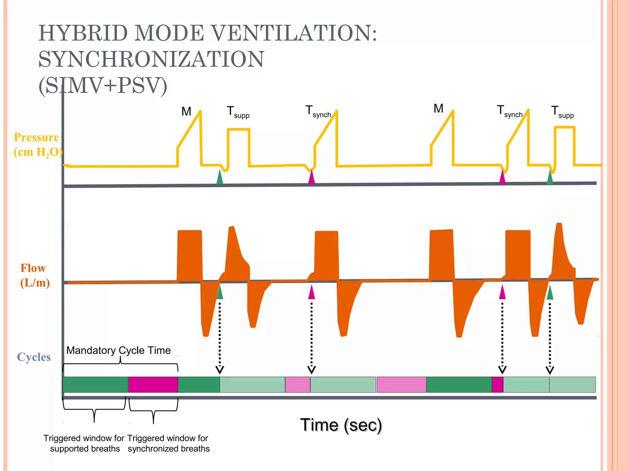 HYBRID MODE VENTILATION:
SYNCHRONIZATION
(SIMV+PSV)
Time (sec)Time (sec)
Flow
(L/m)
Pressure
(cm H2O)
Cycles
Triggered window for
supported breaths
Triggered window for
synchronized breaths
Mandatory Cycle Time
M Tsupp
Tsynch
M Tsynch Tsupp
 