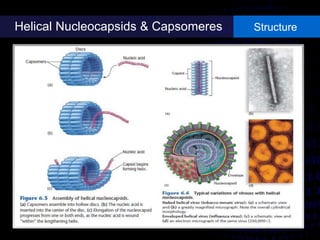 Helical Nucleocapsids & Capsomeres Structure
 