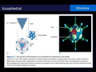Icosahedral Structure
 