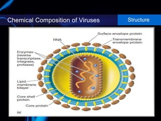 Chemical Composition of Viruses Structure
 