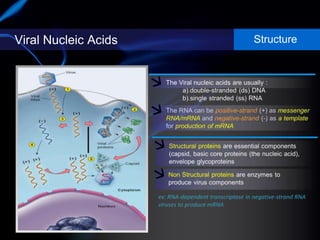 Viral Nucleic Acids Structure
 
