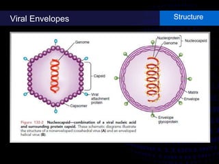 Viral Envelopes Structure
 