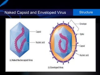 Naked Capsid and Enveloped Virus Structure
 