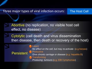 The Host Cell
Abortive (no replication, no visible host cell
effect, no disease)
Cytolytic (cell death and virus dissemination
then disease, then death or recovery of the host)
Persistent
Three major types of viral infection occurs:
Latent
No effect on the cell, but may re-activate (e.g.herpes)
Productive
Give chronic carriage or disease (e.g. hepatitis B)
Transforming
Producing tumours (e.g. EBV lymphomas)
 