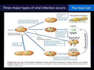 The Host CellThree major types of viral infection occurs:
 