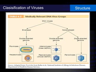 Clasisification of Viruses Structure
 