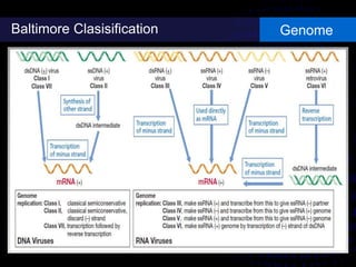 Baltimore Clasisification Genome
 
