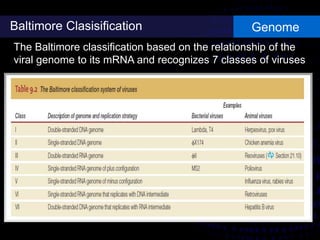 Baltimore Clasisification Genome
The Baltimore classification based on the relationship of the
viral genome to its mRNA and recognizes 7 classes of viruses
 