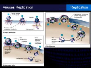 Viruses Replication Replication
 