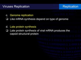 Viruses Replication Replication
c. Genome replication
 Like mRNA synthesis depend on type of genome
d. Late protein synthesis
 Late protein synthesis of viral mRNA produces the
capsid structural protein
 
