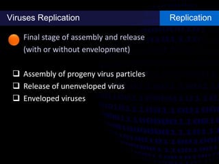 Viruses Replication Replication
Final stage of assembly and release
(with or without envelopment)
 Assembly of progeny virus particles
 Release of unenveloped virus
 Enveloped viruses
 