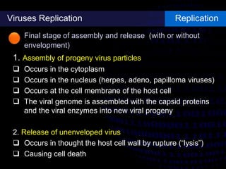 Viruses Replication Replication
Final stage of assembly and release (with or without
envelopment)
1. Assembly of progeny virus particles
 Occurs in the cytoplasm
 Occurs in the nucleus (herpes, adeno, papilloma viruses)
 Occurs at the cell membrane of the host cell
 The viral genome is assembled with the capsid proteins
and the viral enzymes into new viral progeny
2. Release of unenveloped virus
 Occurs in thought the host cell wall by rupture (“lysis”)
 Causing cell death
 