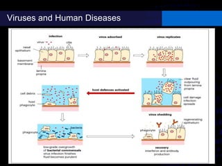 Viruses and Human Diseases
 