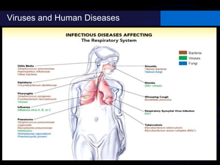 Viruses and Human Diseases
 