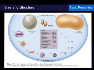 Size and Structure Basic Properties
 