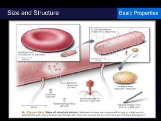 Size and Structure Basic Properties
 