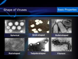 Shape of Viruses Basic Properties
Spherical
Rod-shaped
Brick-shaped
Tadpole-shaped
Bullet-shaped
Filament
 