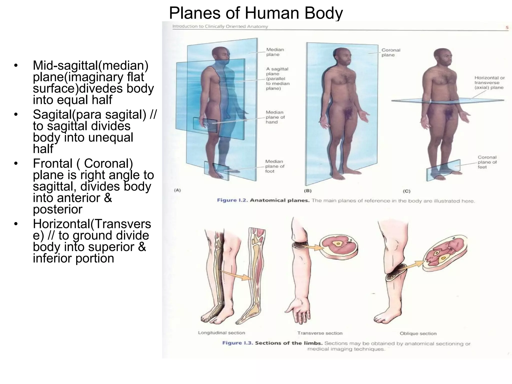 Planes of Human Body Mid-sagittal(median) plane(imaginary flat surface)divedes body into equal half Sagital(para sagital) // to sagittal divides body into unequal half Frontal ( Coronal) plane is right angle to sagittal, divides body into anterior & posterior Horizontal(Transverse) // to ground divide body into superior & inferior portion 