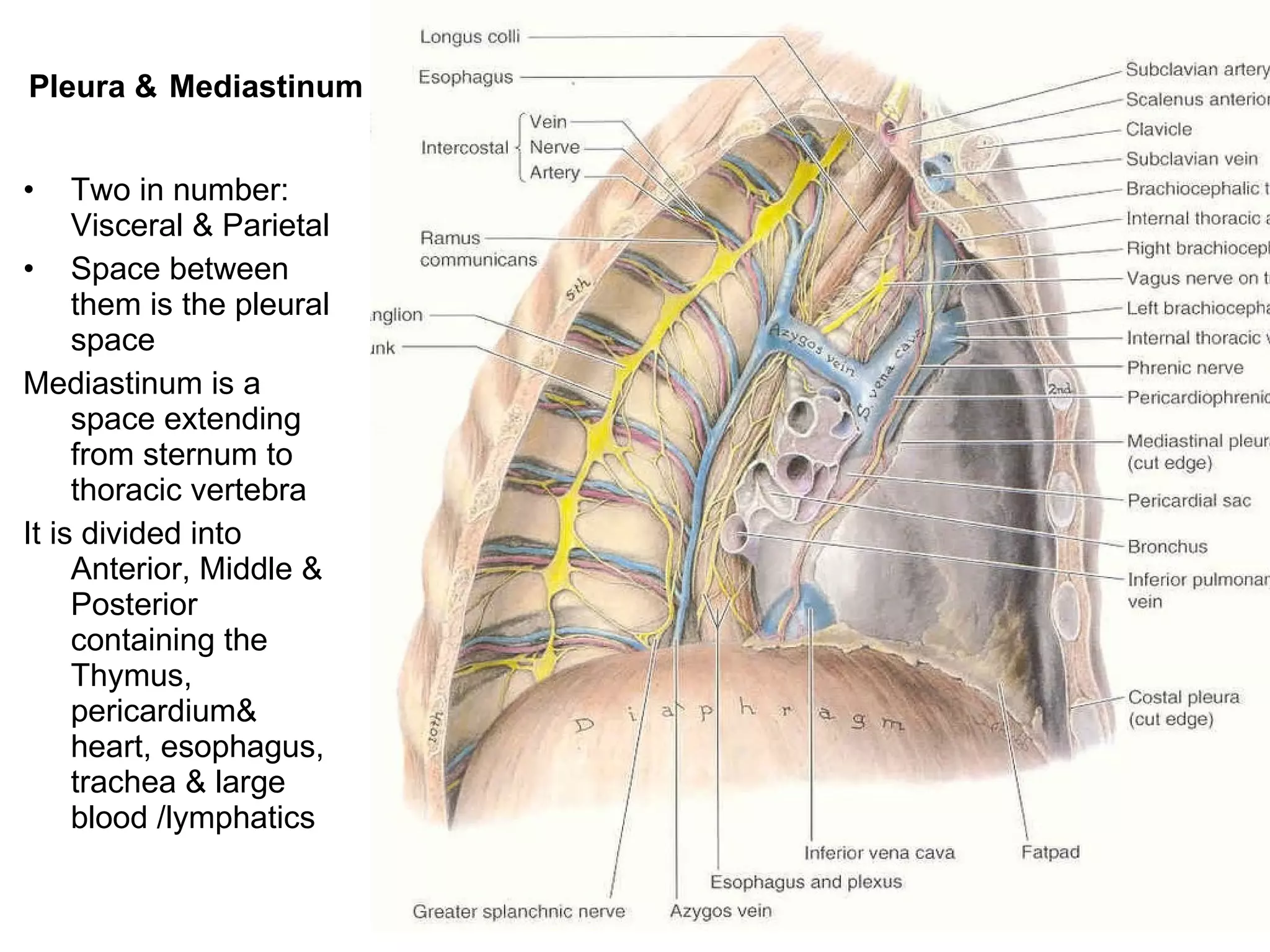 Pleura &   Mediastinum Two in number: Visceral & Parietal Space between them is the pleural space Mediastinum is a space extending from sternum to thoracic vertebra It is divided into Anterior, Middle & Posterior containing the Thymus, pericardium& heart, esophagus, trachea & large blood /lymphatics 