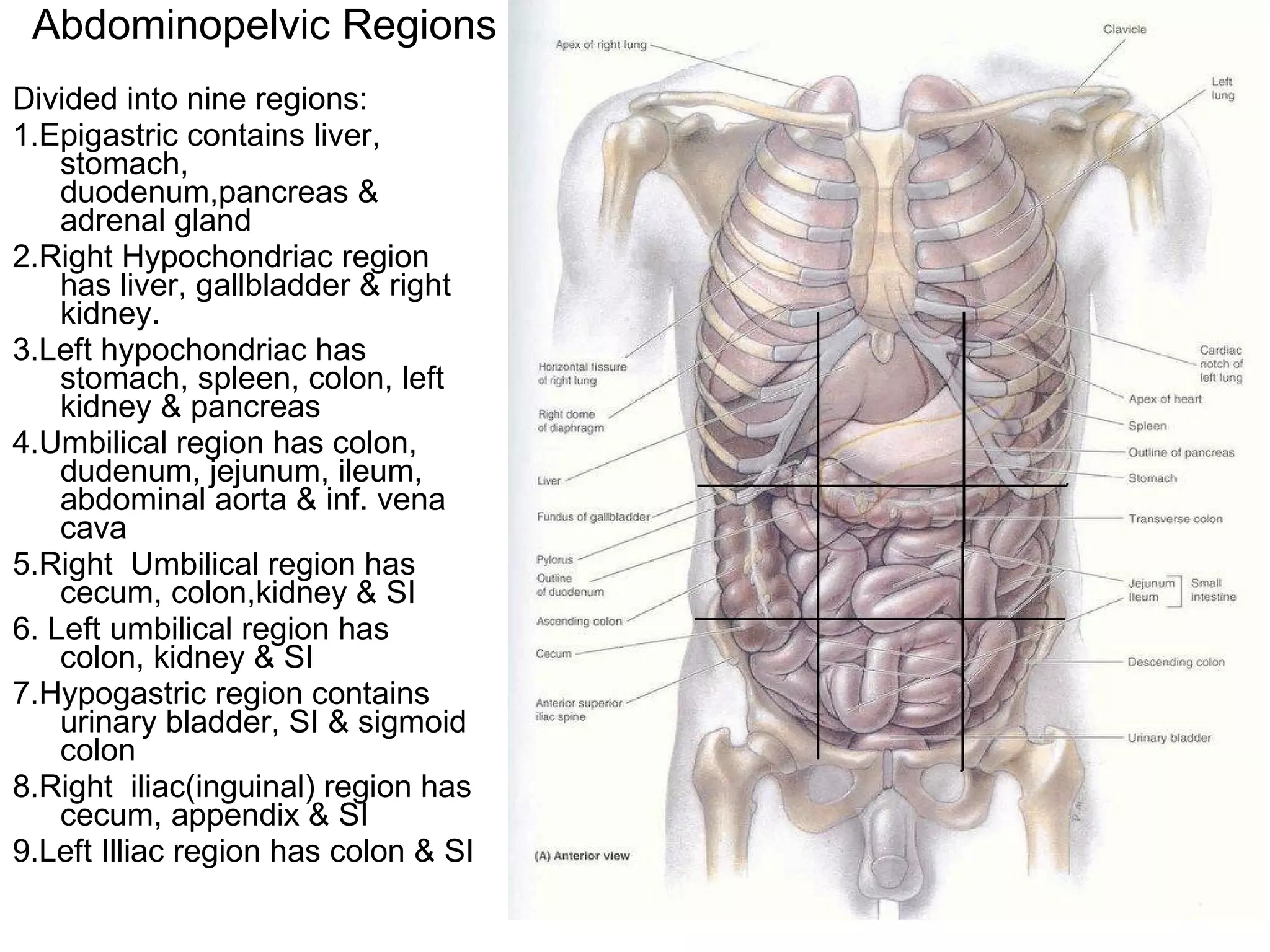 Abdominopelvic Regions Divided into nine regions: 1.Epigastric contains liver, stomach, duodenum,pancreas & adrenal gland 2.Right Hypochondriac region has liver, gallbladder & right kidney. 3.Left hypochondriac has stomach, spleen, colon, left kidney & pancreas 4.Umbilical region has colon, dudenum, jejunum, ileum, abdominal aorta & inf. vena cava 5.Right  Umbilical region has cecum, colon,kidney & SI 6. Left umbilical region has colon, kidney & SI 7.Hypogastric region contains urinary bladder, SI & sigmoid colon  8.Right  iliac(inguinal) region has cecum, appendix & SI 9.Left Illiac region has colon & SI 