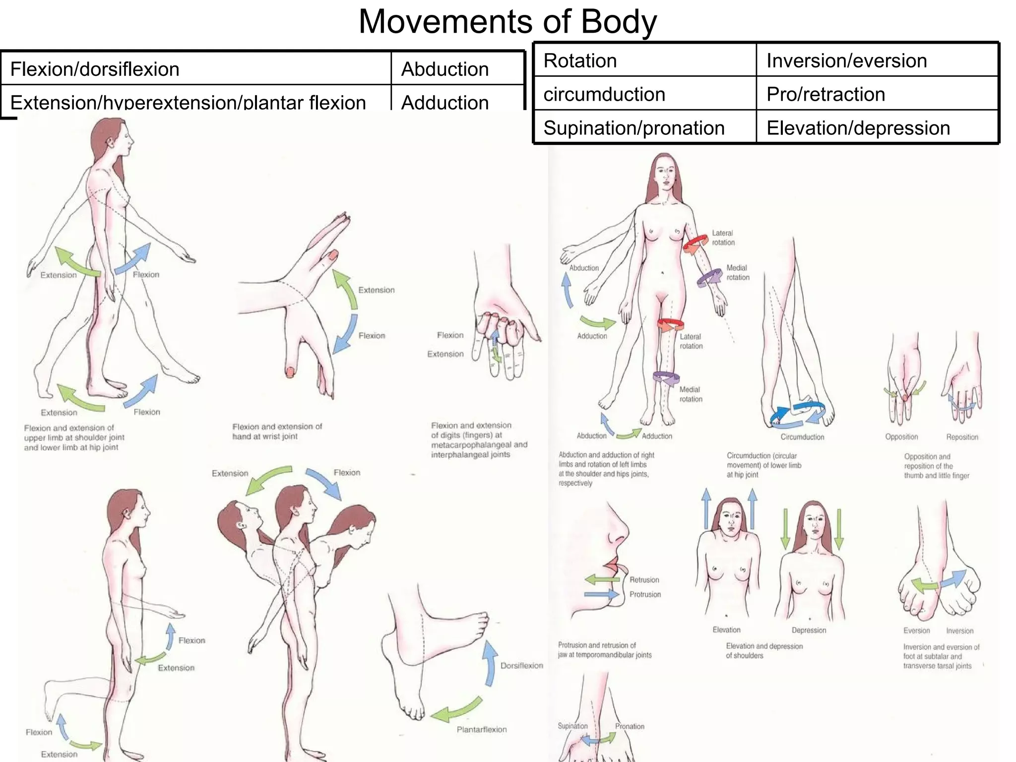Movements of Body Adduction Extension/hyperextension/plantar flexion Abduction Flexion/dorsiflexion Elevation/depression Supination/pronation Pro/retraction circumduction Inversion/eversion Rotation 
