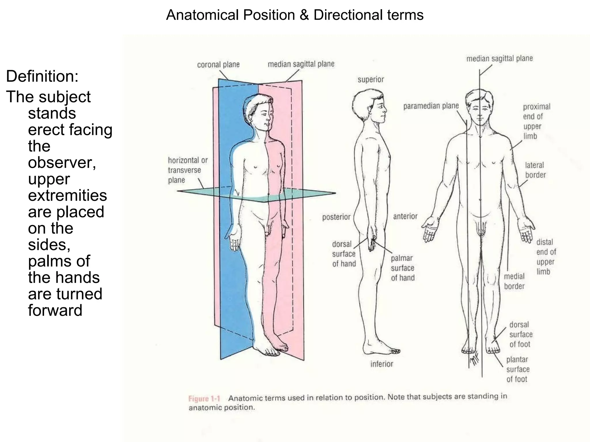 Anatomical Position & Directional terms Definition:  The subject stands erect facing the observer, upper extremities are placed on the sides, palms of the hands are turned forward 