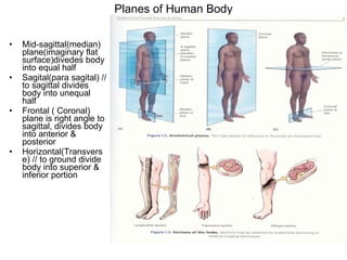 Planes of Human Body Mid-sagittal(median) plane(imaginary flat surface)divedes body into equal half Sagital(para sagital) // to sagittal divides body into unequal half Frontal ( Coronal) plane is right angle to sagittal, divides body into anterior & posterior Horizontal(Transverse) // to ground divide body into superior & inferior portion 