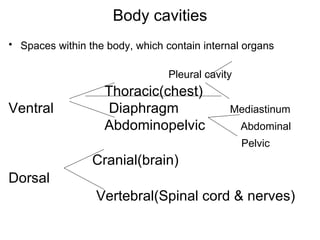 Body cavities Spaces within the body, which contain internal organs   Pleural cavity Thoracic(chest) Ventral  Diaphragm  Mediastinum Abdominopelvic  Abdominal Pelvic   Cranial(brain) Dorsal   Vertebral(Spinal cord & nerves) 