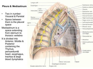 Pleura &   Mediastinum Two in number: Visceral & Parietal Space between them is the pleural space Mediastinum is a space extending from sternum to thoracic vertebra It is divided into Anterior, Middle & Posterior containing the Thymus, pericardium& heart, esophagus, trachea & large blood /lymphatics 