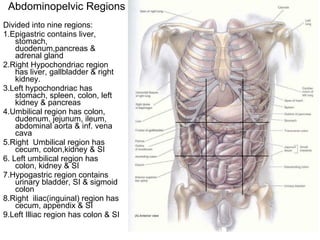 Abdominopelvic Regions Divided into nine regions: 1.Epigastric contains liver, stomach, duodenum,pancreas & adrenal gland 2.Right Hypochondriac region has liver, gallbladder & right kidney. 3.Left hypochondriac has stomach, spleen, colon, left kidney & pancreas 4.Umbilical region has colon, dudenum, jejunum, ileum, abdominal aorta & inf. vena cava 5.Right  Umbilical region has cecum, colon,kidney & SI 6. Left umbilical region has colon, kidney & SI 7.Hypogastric region contains urinary bladder, SI & sigmoid colon  8.Right  iliac(inguinal) region has cecum, appendix & SI 9.Left Illiac region has colon & SI 