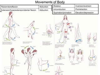 Movements of Body Adduction Extension/hyperextension/plantar flexion Abduction Flexion/dorsiflexion Elevation/depression Supination/pronation Pro/retraction circumduction Inversion/eversion Rotation 