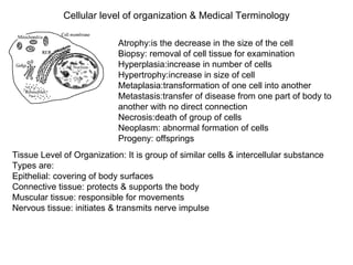 Cellular level of organization & Medical Terminology Atrophy:is the decrease in the size of the cell Biopsy: removal of cell tissue for examination Hyperplasia:increase in number of cells Hypertrophy:increase in size of cell Metaplasia:transformation of one cell into another Metastasis:transfer of disease from one part of body to another with no direct connection Necrosis:death of group of cells Neoplasm: abnormal formation of cells Progeny: offsprings Tissue Level of Organization: It is group of similar cells & intercellular substance Types are: Epithelial: covering of body surfaces Connective tissue: protects & supports the body Muscular tissue: responsible for movements Nervous tissue: initiates & transmits nerve impulse 