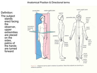 Anatomical Position & Directional terms Definition:  The subject stands erect facing the observer, upper extremities are placed on the sides, palms of the hands are turned forward 