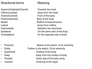 Directional terms  Meaning Superior(Cephalic/Cranial)   Towards the head  Inferior(caudad)   Away from the head Anterior(ventral)   Front of the body Posterior(dorsal)   Back of the body Medial    Midline of body/structure Lateral   Away from midline Intermediate Between two structures Ipsilateral On the same side of the body Contralateral   On the opposite side of body Proximal   Nearer to the attach. of an extremity Distal   Farther to the attach. Of an extremity Superficial  Surface of the body Deep   Away from the surface of body Parietal   Outer wall of the body cavity Visceral   Covering of the organ 
