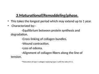3.Maturational(Remoddeling)phase.
• This takes the longest period which may extend up to 1 year.
• Characterized by:-
-Equilibrium between protein synthesis and
degradation.
-Cross linking of collagen bundles.
-Wound contraction.
-Loss of edema.
-Alignment of collagen fibers along the line of
tension.
-Maturation of type 1 collagen replacing type 3 until the ratio of 4:1.
 