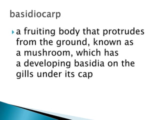 a

fruiting body that protrudes
from the ground, known as
a mushroom, which has
a developing basidia on the
gills under its cap

 