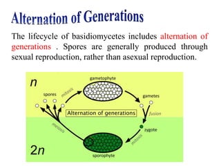 The lifecycle of basidiomycetes includes alternation of
generations . Spores are generally produced through
sexual reproduction, rather than asexual reproduction.
 