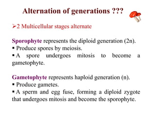 2 Multicellular stages alternate
Sporophyte represents the diploid generation (2n).
 Produce spores by meiosis.
 A spore undergoes mitosis to become a
gametophyte.
Gametophyte represents haploid generation (n).
 Produce gametes.
 A sperm and egg fuse, forming a diploid zygote
that undergoes mitosis and become the sporophyte.
Alternation of generations ???
 