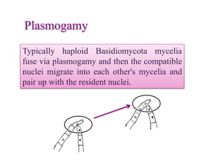 Typically haploid Basidiomycota mycelia
fuse via plasmogamy and then the compatible
nuclei migrate into each other's mycelia and
pair up with the resident nuclei.
 