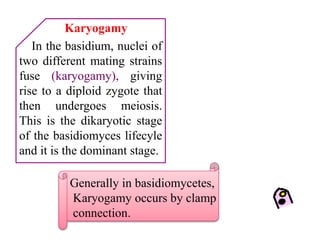 In the basidium, nuclei of
two different mating strains
fuse (karyogamy), giving
rise to a diploid zygote that
then undergoes meiosis.
This is the dikaryotic stage
of the basidiomyces lifecyle
and it is the dominant stage.
Karyogamy
Generally in basidiomycetes,
Karyogamy occurs by clamp
connection.
 