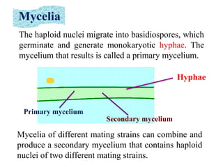 The haploid nuclei migrate into basidiospores, which
germinate and generate monokaryotic hyphae. The
mycelium that results is called a primary mycelium.
Mycelia of different mating strains can combine and
produce a secondary mycelium that contains haploid
nuclei of two different mating strains.
Mycelia
Primary mycelium
Secondary mycelium
Hyphae
 