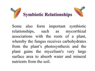 Some also form important symbiotic
relationships, such as mycorrhizal
associations with the roots of a plant,
whereby the fungus receives carbohydrates
from the plant’s photosynthesis and the
plant gains the mycelium's very large
surface area to absorb water and mineral
nutrients from the soil.
 