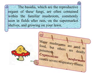 The basidia, which are the reproductive
organs of these fungi, are often contained
within the familiar mushroom, commonly
seen in fields after rain, on the supermarket
shelves, and growing on your lawn.
 
