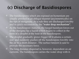 (c) Discharge of Basidiospores
 The basidiospores which are exposed on hymenium are
usually perched in an oblique manner (asymmetrically) on
the tips of sterigmata. As a rule they are discharged forcibly
and in quick succession by the “water drop mechanism”.
 As the basidiospore matures, the turgid basidium forces out
of the sterigma tip a liquid which begins to collect in the
form of a droplet at the base of the basidiospore.
 The droplet gradually grows bigger till it attains a certain
size and suddenly pushes off the basidiospore forcibly into
the air to a short distance . The surface tension is said to
provide the necessary force.
 The long distance dispersal is, however, dependent on air
currents. The basidiospore carries the water drop with it.
 