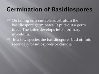 Germination of Basidiospores
 On falling on a suitable substratum the
basidiospore germinates. It puts out a germ
tube . The latter develops into a primary
mycelium.
 In a few species the basidiospores bud off into
secondary basidiospores or conidia.
 